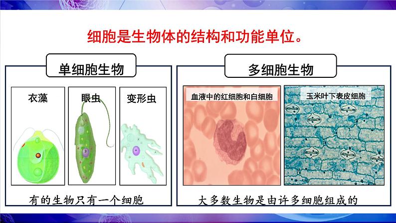 2.2.1 细胞的基本结构和功能 第1课时 显微镜的使用 课件--2024-2025学年北师大版生物七年级上册05