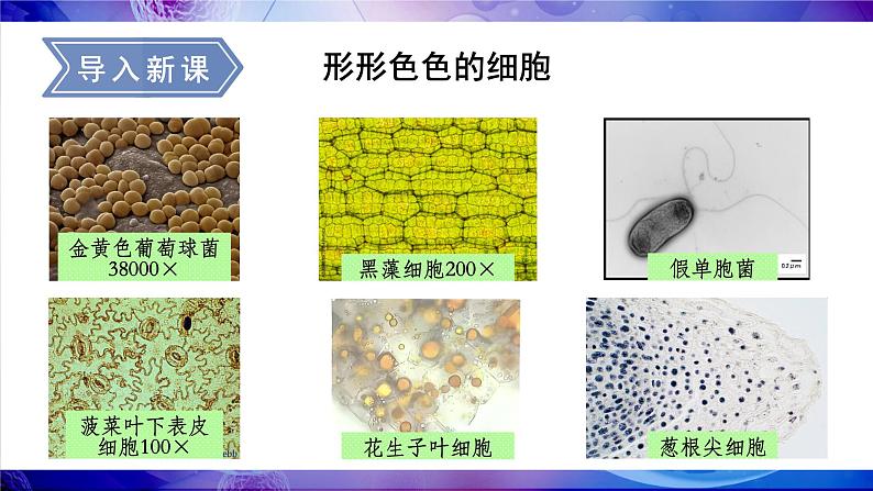 2.2.1 细胞的基本结构和功能 第1课时 显微镜的使用 课件--2024-2025学年北师大版生物七年级上册06