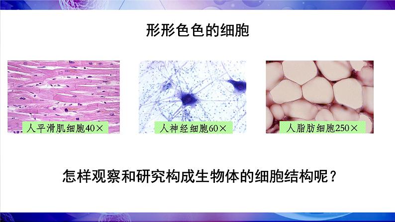 2.2.1 细胞的基本结构和功能 第1课时 显微镜的使用 课件--2024-2025学年北师大版生物七年级上册07