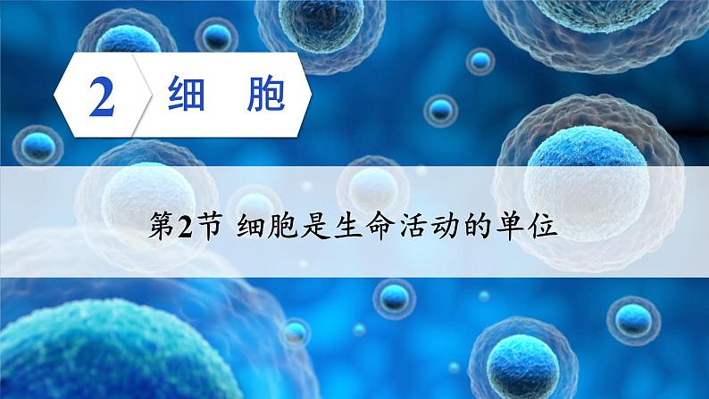 2.2.2 细胞是生命活动的单位 课件--2024-2025学年北师大版生物七年级上册01