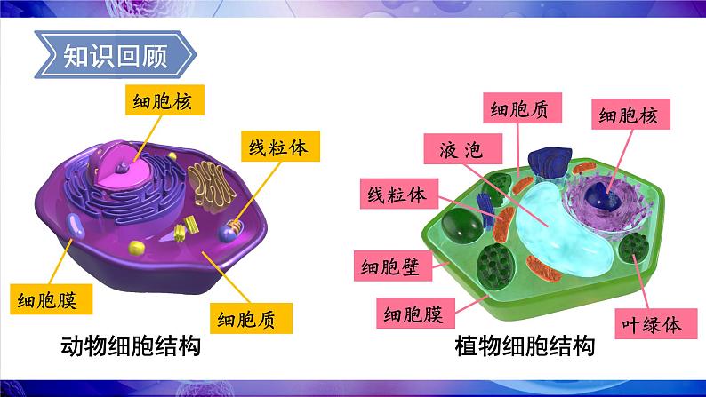 2.2.2 细胞是生命活动的单位 课件--2024-2025学年北师大版生物七年级上册02