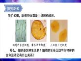 2.2.2 细胞是生命活动的单位 课件--2024-2025学年北师大版生物七年级上册