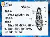 2.2.2 细胞是生命活动的单位 课件--2024-2025学年北师大版生物七年级上册