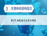 2.3.1 细胞通过分裂而增殖 课件--2024-2025学年北师大版生物七年级上册