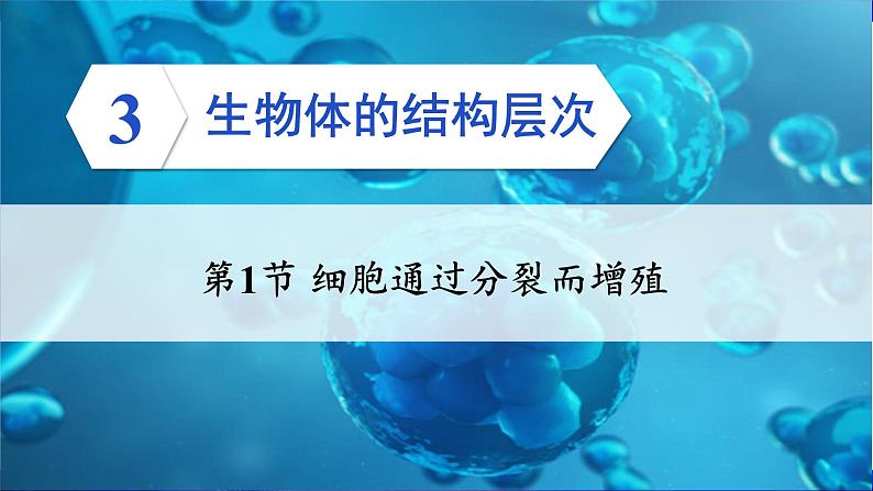 2.3.1 细胞通过分裂而增殖 课件--2024-2025学年北师大版生物七年级上册03