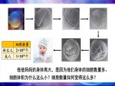 2.3.1 细胞通过分裂而增殖 课件--2024-2025学年北师大版生物七年级上册