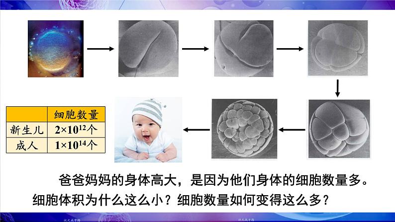 2.3.1 细胞通过分裂而增殖 课件--2024-2025学年北师大版生物七年级上册05