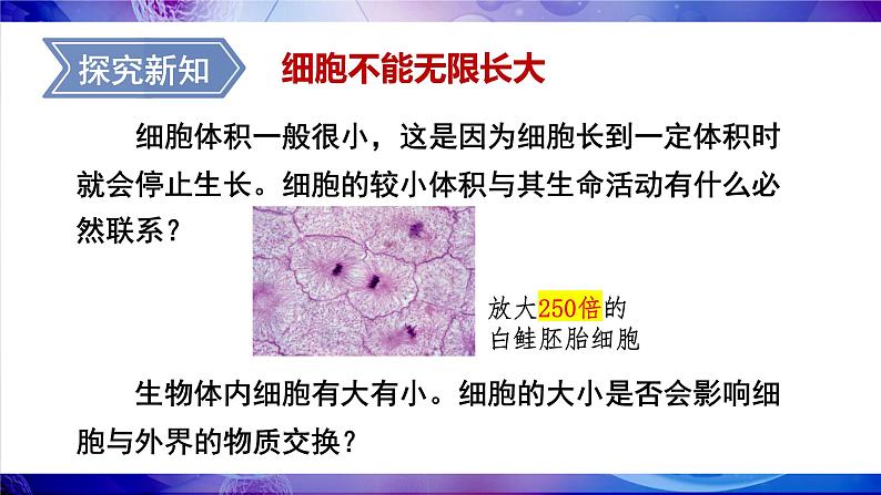 2.3.1 细胞通过分裂而增殖 课件--2024-2025学年北师大版生物七年级上册06