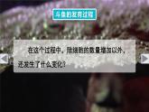 2.3.2 细胞分化形成组织 课件--2024-2025学年北师大版生物七年级上册