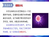 2.3.2 细胞分化形成组织 课件--2024-2025学年北师大版生物七年级上册