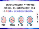 2.3.2 细胞分化形成组织 课件--2024-2025学年北师大版生物七年级上册