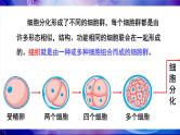 2.3.2 细胞分化形成组织 课件--2024-2025学年北师大版生物七年级上册