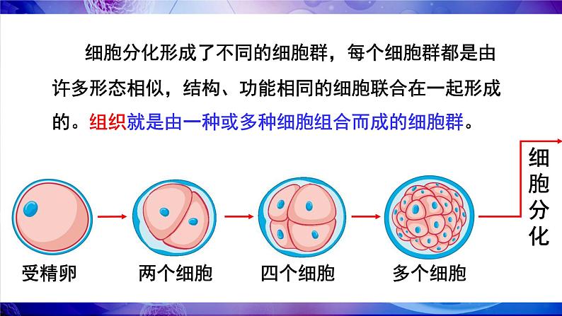 第2节 细胞分化形成组织第4页