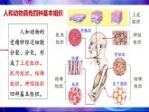 2.3.2 细胞分化形成组织 课件--2024-2025学年北师大版生物七年级上册