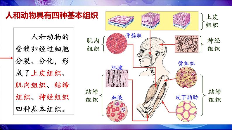 第2节 细胞分化形成组织第5页