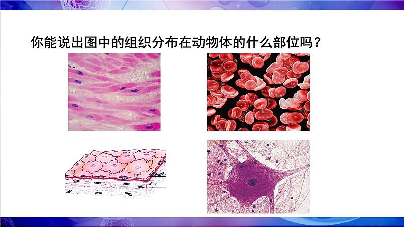 第2节 细胞分化形成组织第7页