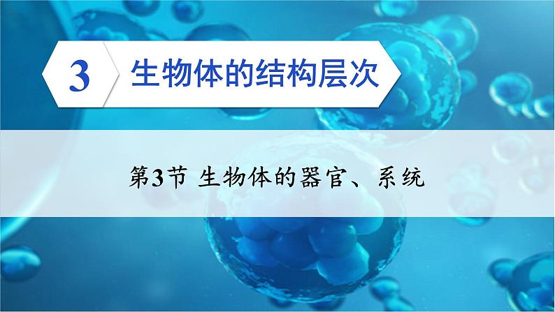 2.3.3 生物体的器官、系统 课件--2024-2025学年北师大版生物七年级上册01