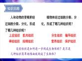 2.3.3 生物体的器官、系统 课件--2024-2025学年北师大版生物七年级上册