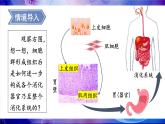 2.3.3 生物体的器官、系统 课件--2024-2025学年北师大版生物七年级上册