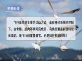 2.3.3 生物体的器官、系统 课件--2024-2025学年北师大版生物七年级上册