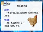 2.3.3 生物体的器官、系统 课件--2024-2025学年北师大版生物七年级上册