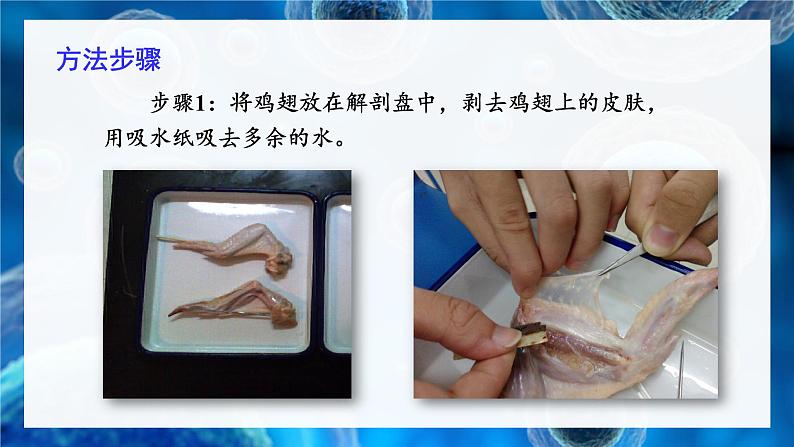 2.3.3 生物体的器官、系统 课件--2024-2025学年北师大版生物七年级上册06