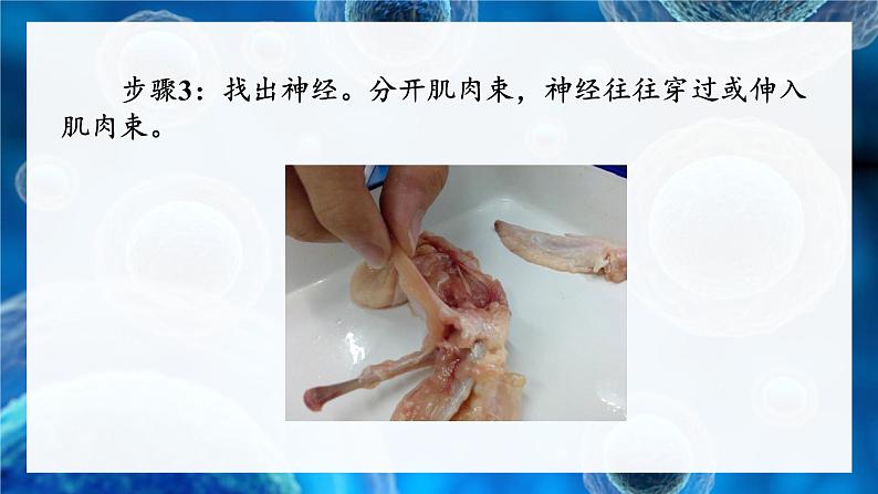 2.3.3 生物体的器官、系统 课件--2024-2025学年北师大版生物七年级上册08
