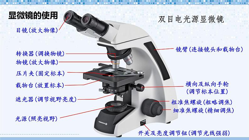 第2单元 生物体的结构 单元复习 课件--2024-2025学年北师大版生物七年级上册03