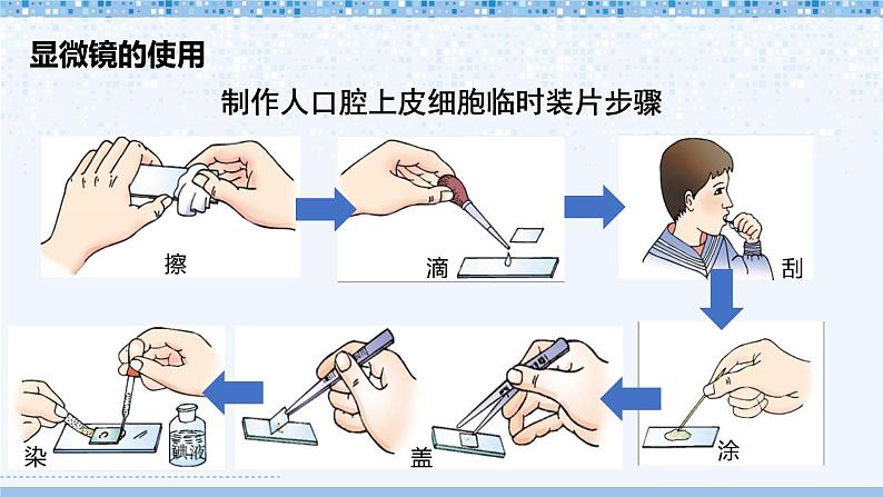 第2单元 生物体的结构 单元复习 课件--2024-2025学年北师大版生物七年级上册05