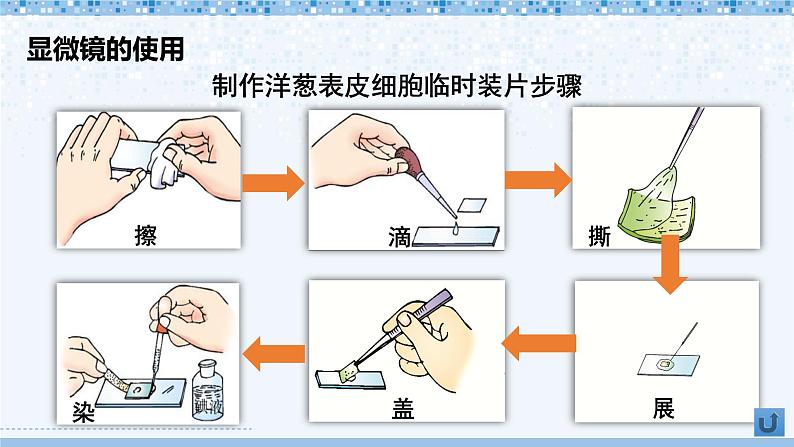 第2单元 生物体的结构 单元复习 课件--2024-2025学年北师大版生物七年级上册06