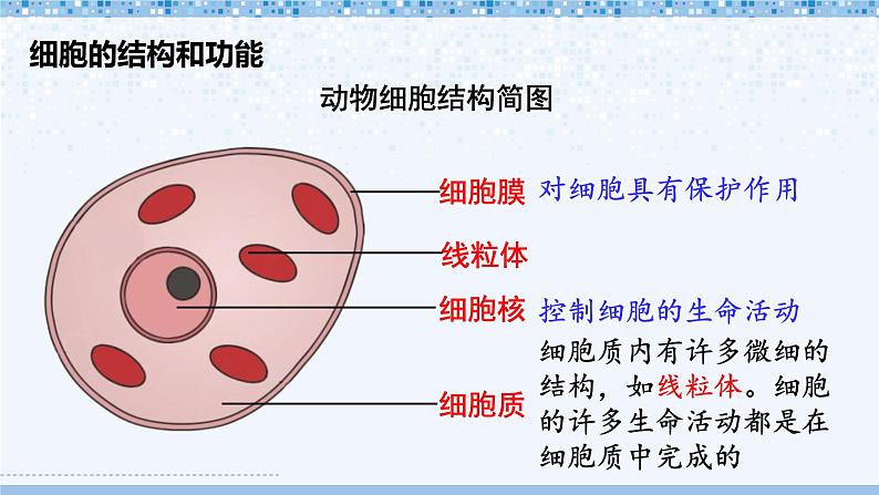 第2单元 生物体的结构 单元复习 课件--2024-2025学年北师大版生物七年级上册07