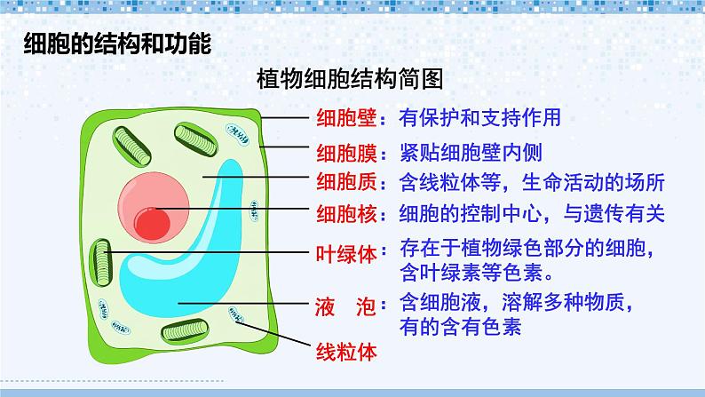 第2单元 生物体的结构 单元复习 课件--2024-2025学年北师大版生物七年级上册08