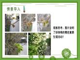 3.4.1 光合作用 第1课时 光合作用的探索 课件--2024-2025学年北师大版生物七年级上册