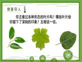 3.4.1 光合作用 第2课时 叶与光合作用 课件--2024-2025学年北师大版生物七年级上册