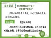 3.4.1 光合作用 第2课时 叶与光合作用 课件--2024-2025学年北师大版生物七年级上册