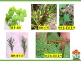 3.4.1 光合作用 第2课时 叶与光合作用 课件--2024-2025学年北师大版生物七年级上册