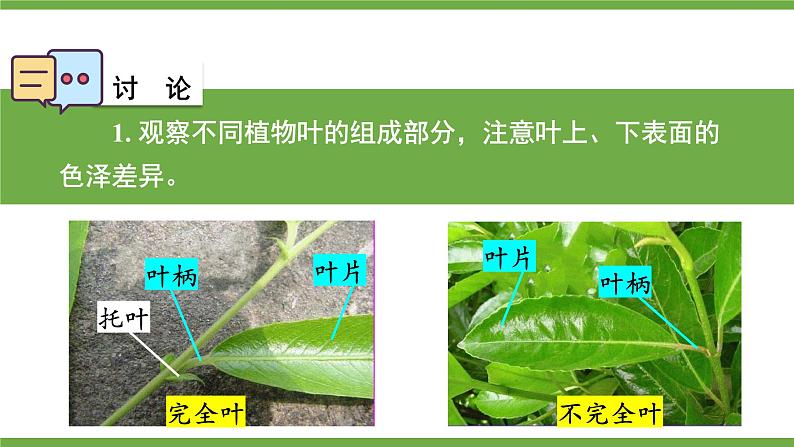 3.4.1 光合作用 第2课时 叶与光合作用 课件--2024-2025学年北师大版生物七年级上册06