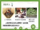 3.4.2 呼吸作用 课件--2024-2025学年北师大版生物七年级上册