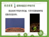 3.4.2 呼吸作用 课件--2024-2025学年北师大版生物七年级上册