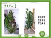 3.4.3 吸收作用 课件--2024-2025学年北师大版生物七年级上册