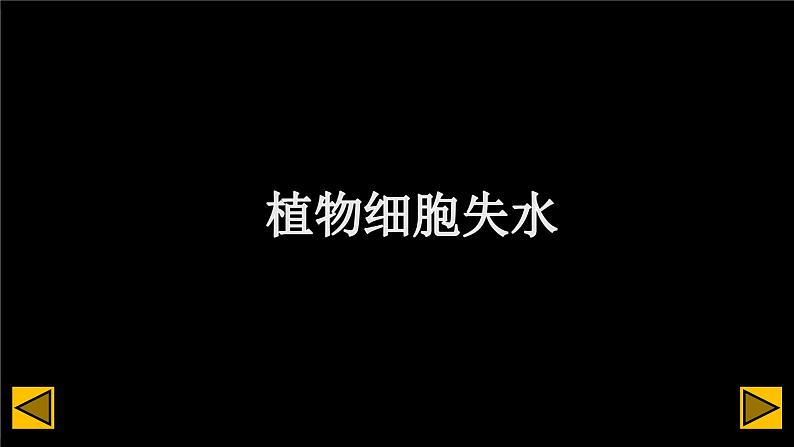 3.4.3 吸收作用 课件--2024-2025学年北师大版生物七年级上册06