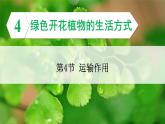 3.4.4 运输作用 课件--2024-2025学年北师大版生物七年级上册