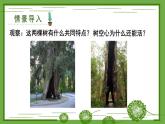 3.4.4 运输作用 课件--2024-2025学年北师大版生物七年级上册