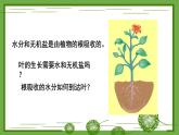 3.4.4 运输作用 课件--2024-2025学年北师大版生物七年级上册