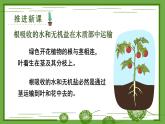 3.4.4 运输作用 课件--2024-2025学年北师大版生物七年级上册