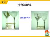 3.4.5 蒸腾作用 课件--2024-2025学年北师大版生物七年级上册