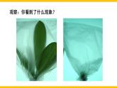 3.4.5 蒸腾作用 课件--2024-2025学年北师大版生物七年级上册