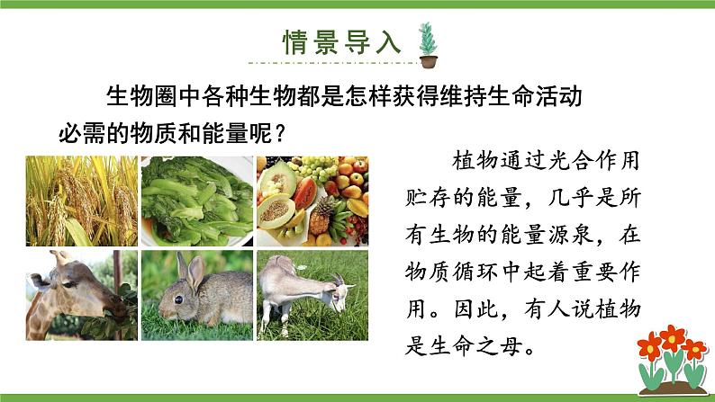 3.4.6 植物在生物圈中的作用 课件--2024-2025学年北师大版生物七年级上册03