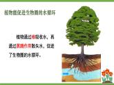 3.4.6 植物在生物圈中的作用 课件--2024-2025学年北师大版生物七年级上册