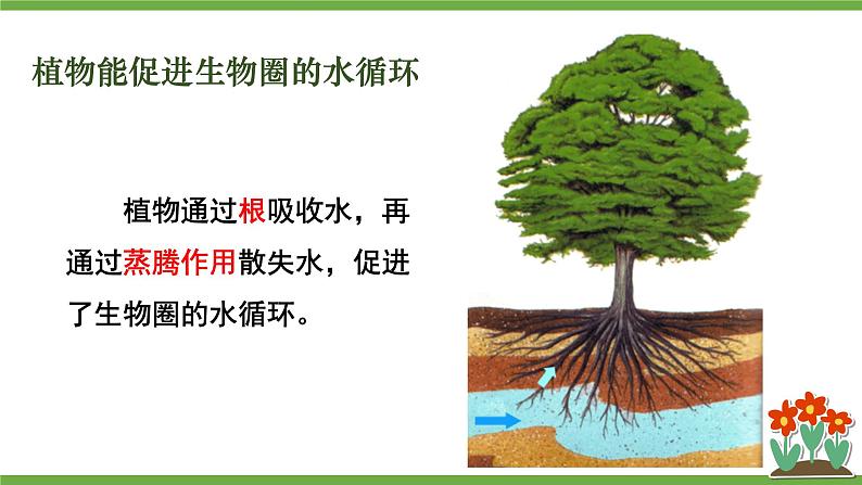 3.4.6 植物在生物圈中的作用 课件--2024-2025学年北师大版生物七年级上册04